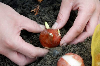 Tomaten worden zwart - nu moeten we snel handelen