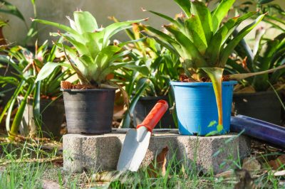 Artisjok van Jeruzalem - bloeiend privacyscherm in de tuin