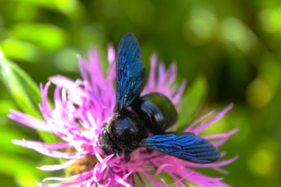 Hardwerkende klimmende kunstenaar met een woedende overvloed aan bloemen - de trechterwind