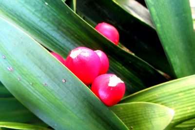 Hoe tulpen correct te snijden - verzorgingstips voor snijbloemen