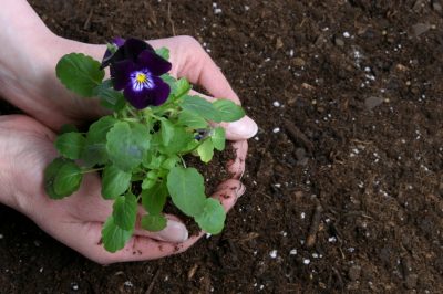 Tulpenbollen opgraven - waarom is het nuttig?