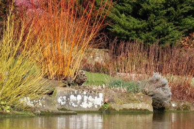 Hoe overwintert de vanillebloem?