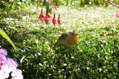 Anjer: plant en verzorging