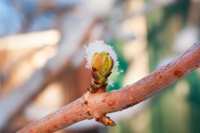 Hoe kan echte meeldauw in de wijnstok effectief worden bestreden?