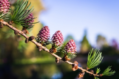 Aussaat von Weißklee im Garten oder in Töpfen