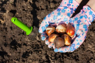 Yuccapalm: welke delen van de plant kun je afsnijden?