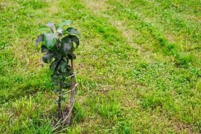 Hoe een citroenboom te planten