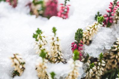 Hoe moet citroengras worden overwinterd?