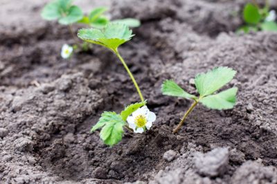 Ziekten in de pruimenboom herkennen: tips over hoe te werk te gaan en te behandelen