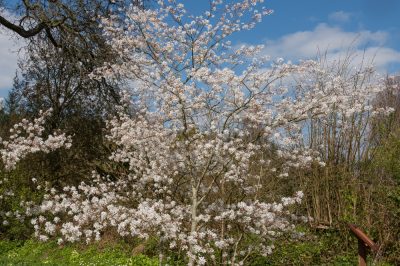 Hoe een cipressenhaag te planten en te onderhouden