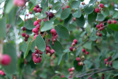 Algenkalk: de natuurlijke kalkmeststof