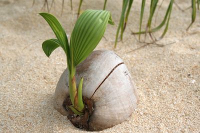 Allium planten en trucs