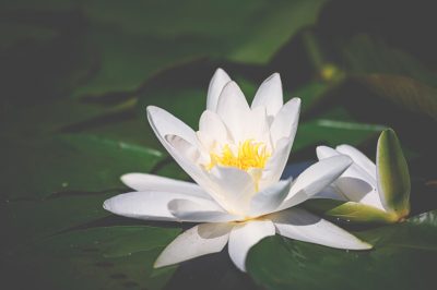 Aquariumplanten gebruiken - hoe u het goed doet