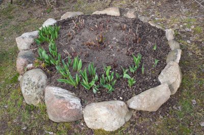 Hoe u uw strandanjer (Armeria maritima) verzorgt - tips en trucs