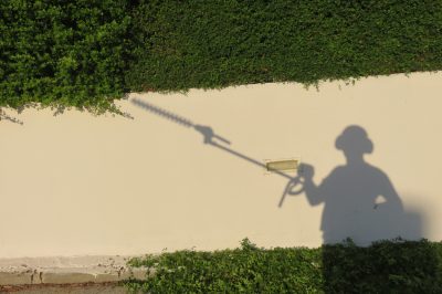 Hoe oesterzwammen te kweken in stro met koffiedik