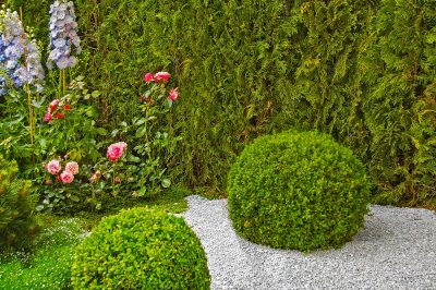 Voor een heerlijk geurende bloei plant u Baccara-rozen op de juiste manier