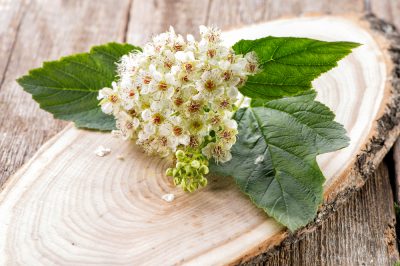 Een beek in de tuin creëren - bouwinstructies en tips voor ontwerp