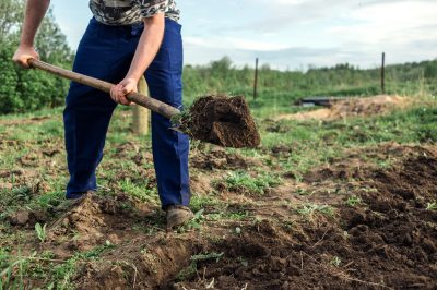 De tuin in de herfst: welke bomen moeten nu worden gekapt