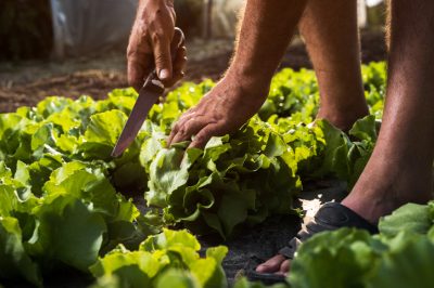 Hoe plant u een balkonbak in de schaduw voor uw plantenselectie?