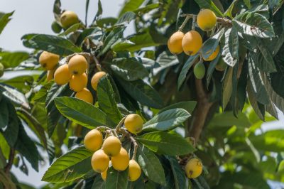 Geef balkonplanten correct water - wanneer en hoe vaak?