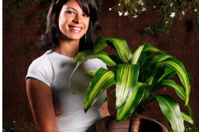 Mijn bananenplant ziet er ziek uit!, Help