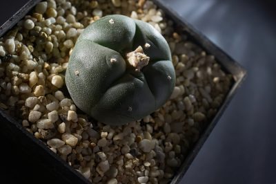 Hoog en smal - de perfecte boom voor potten en kleine tuinen