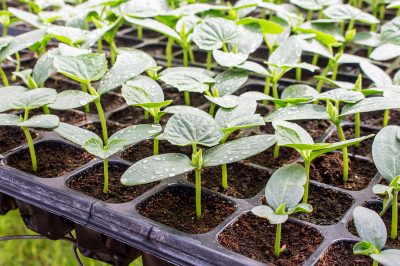 Schimmelaanval op de boom: wat helpt?