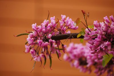 Hoe u uw tuinbedden en trucs verzorgt