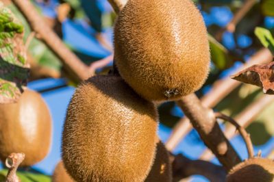 Magical Bellis - informatie over de bloeiperiode