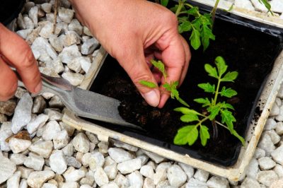 Een verscheidenheid aan soorten Benjes-heg planten - dit is hoe het eco-juweeltje slaagt