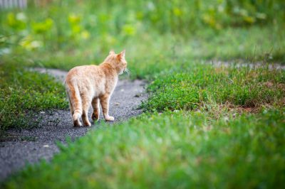 Hibernate Bidens - hoe werkt het?