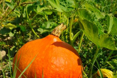 Een bijenkorfboom planten - zo geef je hem een ​​optimale start