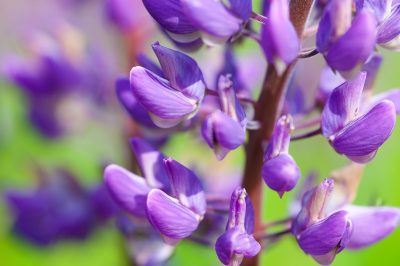 Hoe blauweregen en trucs te planten