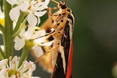 Losse potgrond brengt plantensucces