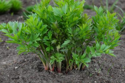 Een bloempot als kachel