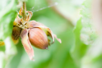 Het natuurlijke wonderwapen tegen onkruid - bodembedekker