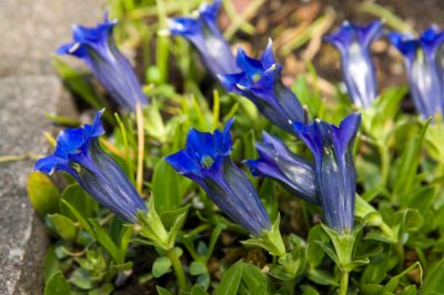 Excursietip in oktober: de botanische tuin van München