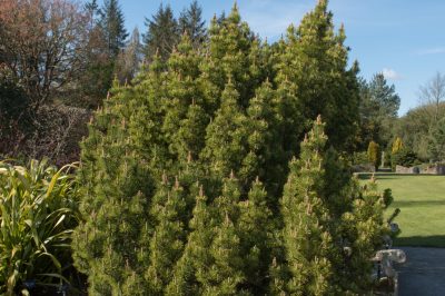 Herken en behandel vorstschade aan buxus