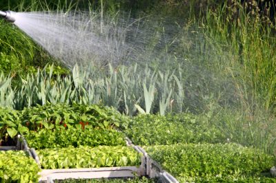 Een palmlelie verplanten - de beste tips