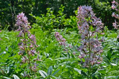 Hoe kan ik hem redden?, Help - mijn hortensia sterft