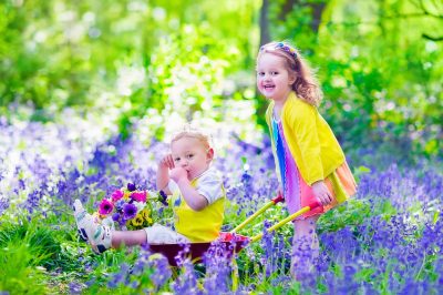 Meerjarige passiebloemen bloeien jarenlang