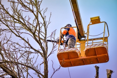 Douglasspar - welke ziekten dagen de boom uit?