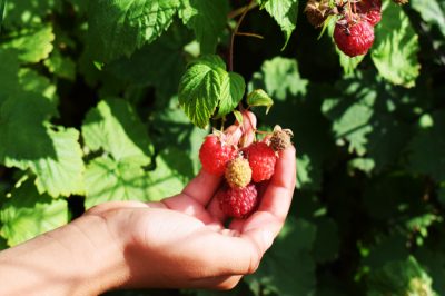 Een taxusboom als haag planten - zo plant je een taxushaag