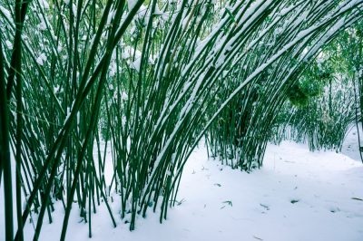 Eikenbloesem - laatbloeier tussen de bomen