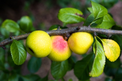 Eik - langdurige schaduwleverancier in de moestuin