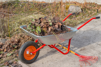 Eekhoorn Kobel in de tuin en interessante weetjes