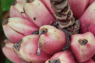 Verspreid de eierboom en doe trucs