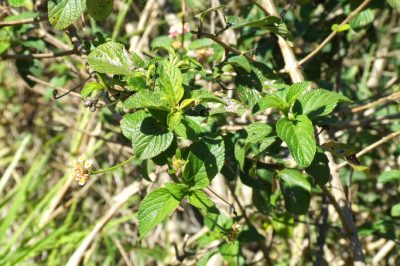 Eieren van insecten in de potgrond