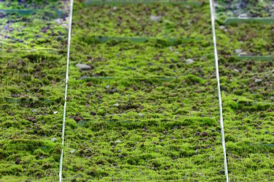 Een natuurwonder: de bloem van de engelentrompet