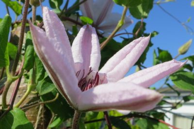 Hoe witte larven met knoflook te bestrijden